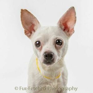 Fundraising Page: Julie Price